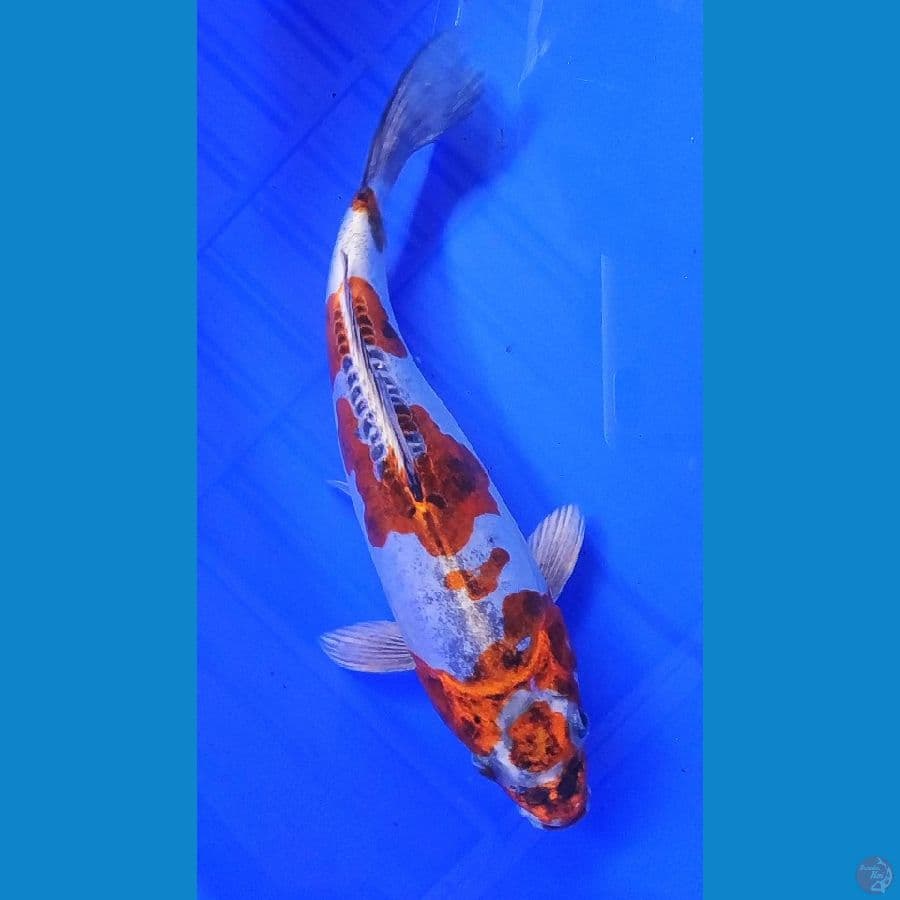 25cm, kikokryu antik
