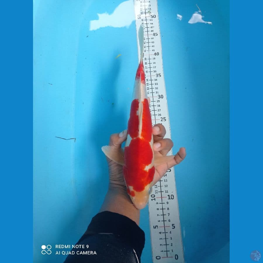 doitsu kohaku 32cm