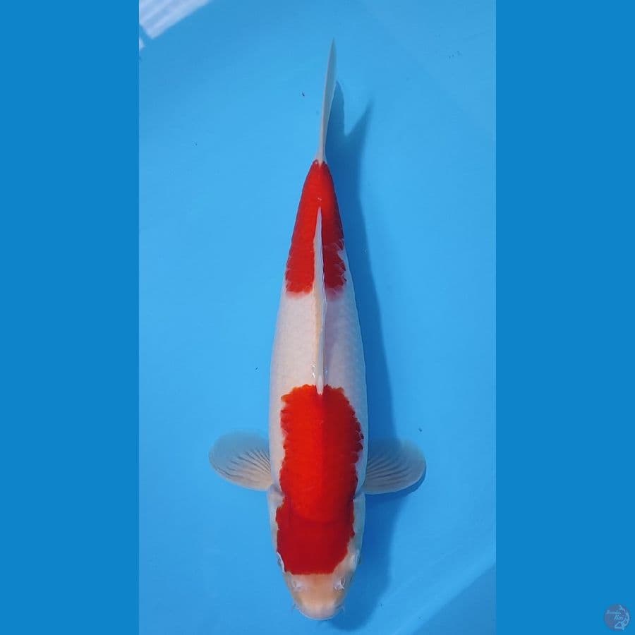 KOHAKU BAKAT JUMBO ~37cm/Feemale~