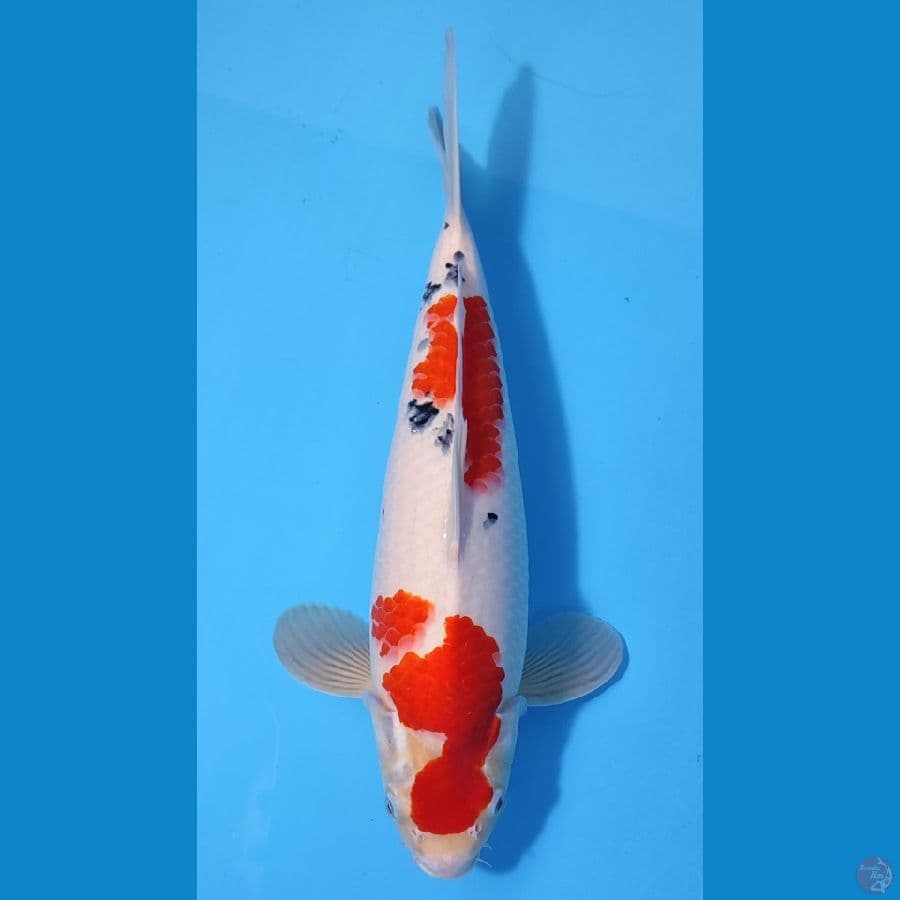 SANKE TATEGOI SUBOSUMI ~39cm/Feemale~ (kepala tdk simetris)