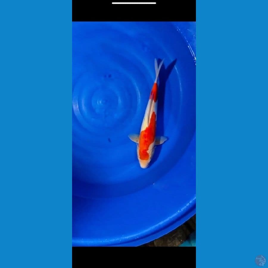 doitsu kohaku murni 42cm