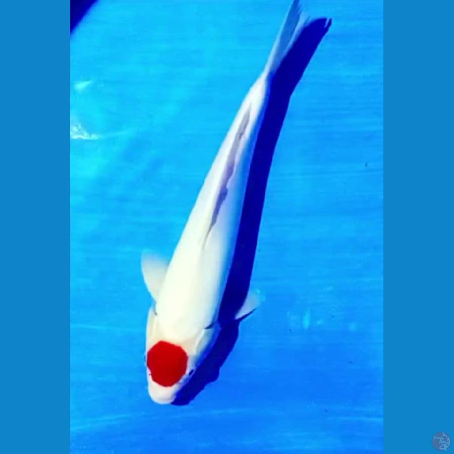 35 cm tc doitsu ori male