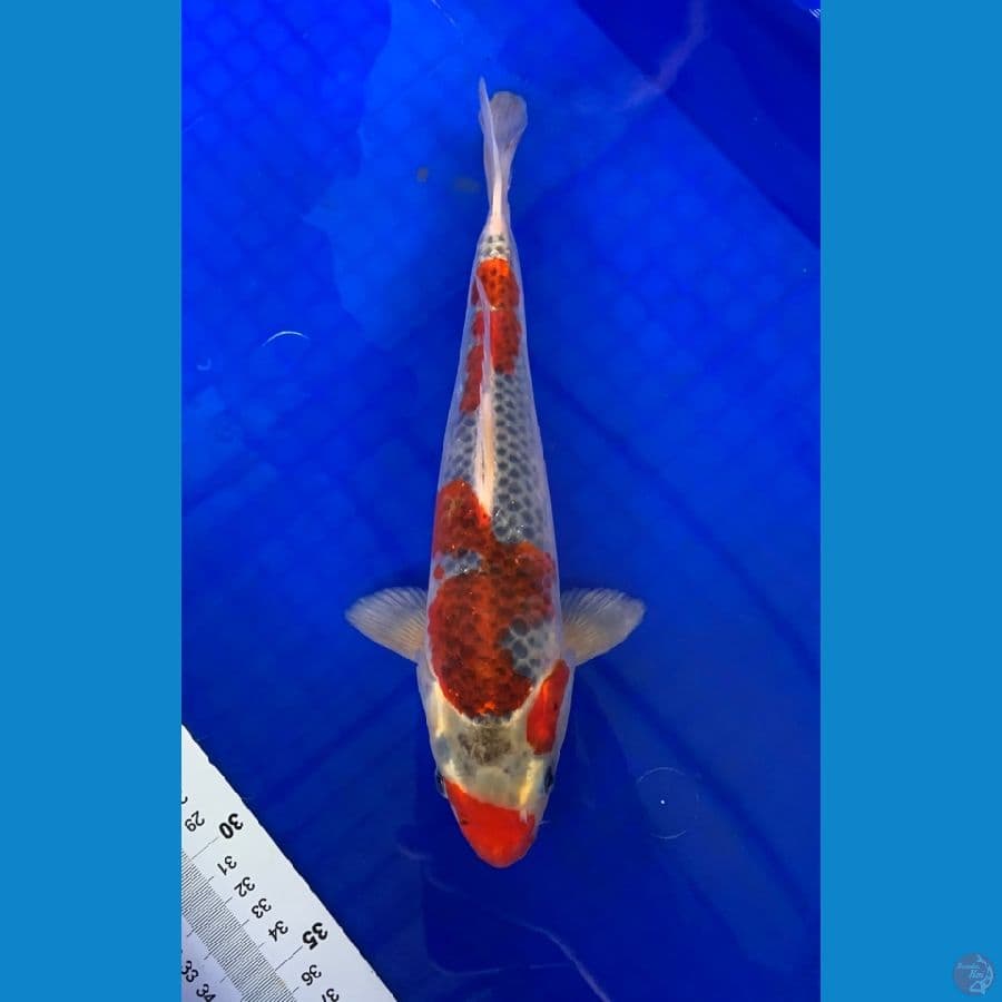GHOSIKI RACING 30CM