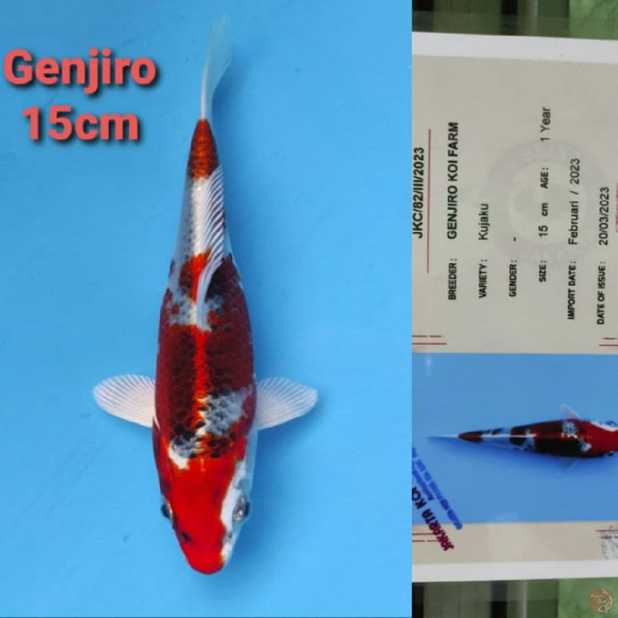 GENJIRO KUJAKU 15CM SERTI