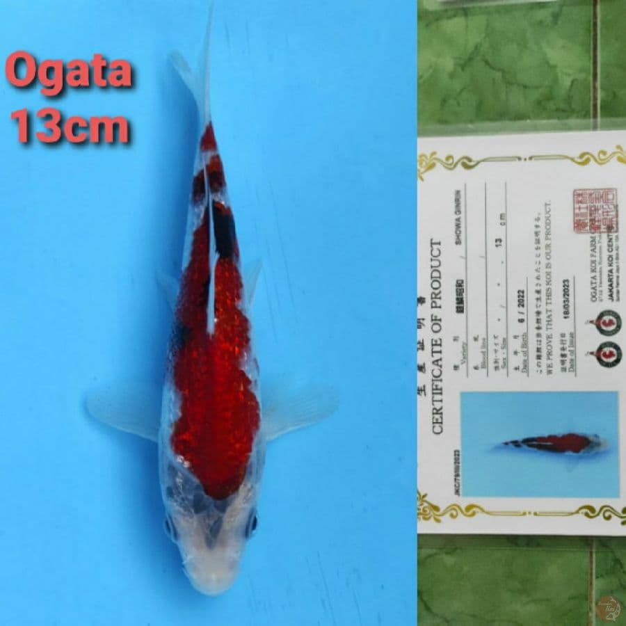OGATA SHOWA GINRIN 13CM SERTI