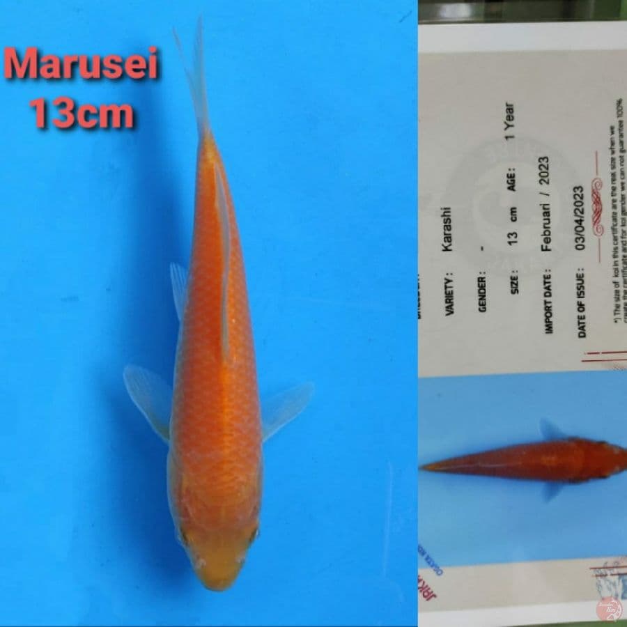 MARUSEI KARASHI 13CM SERTI