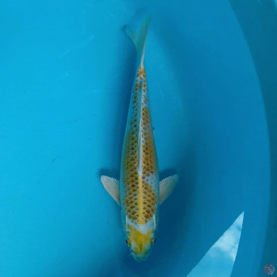 KIRIN KUJAKU 25CM
