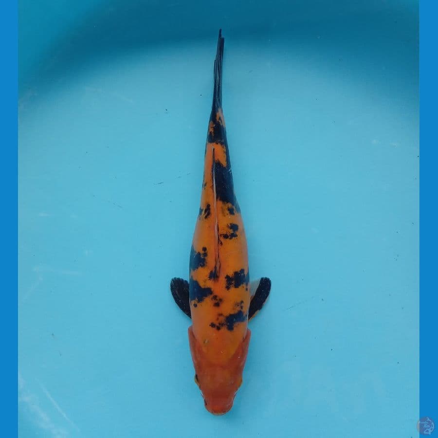 DOITSU HI UTSURI 30CM