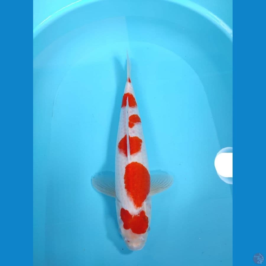 KOHAKU 40CM - FEEMALE