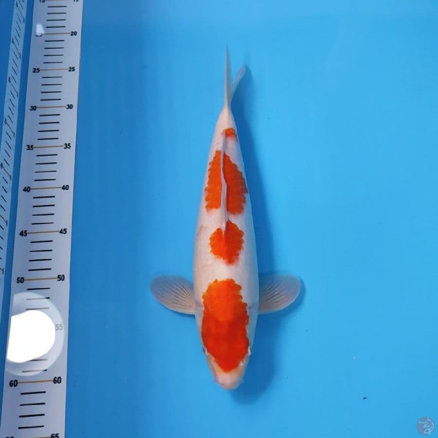 KOHAKU 35CM - MALE
