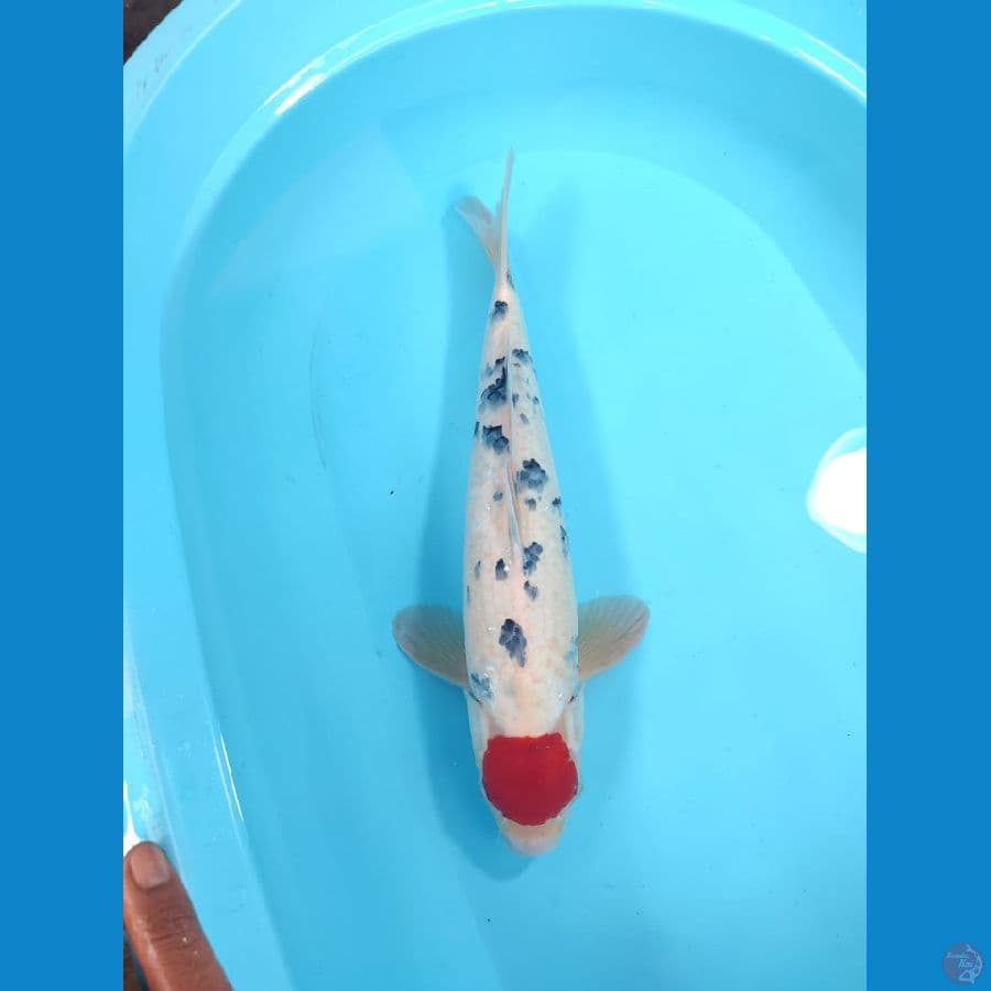 TC SANKE TATEGOI 45CM - MALE