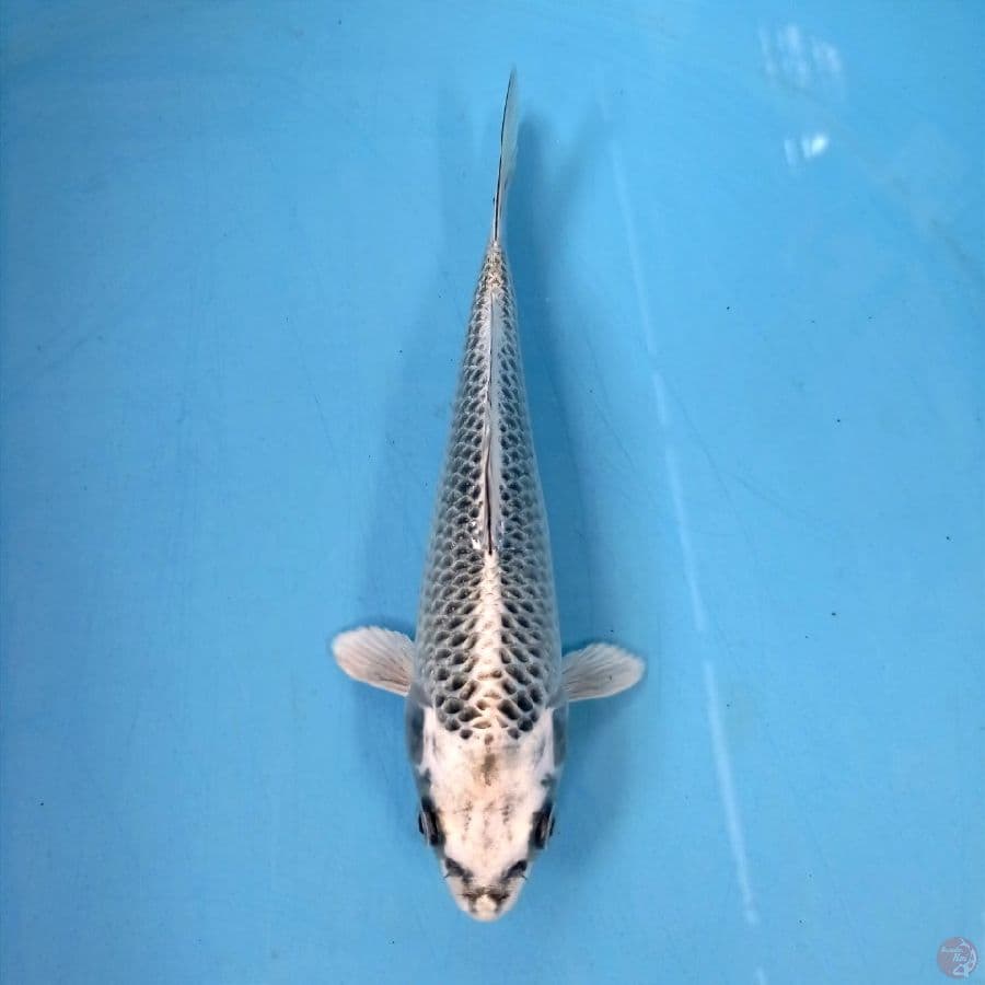 gin matsuba, 18 cm
