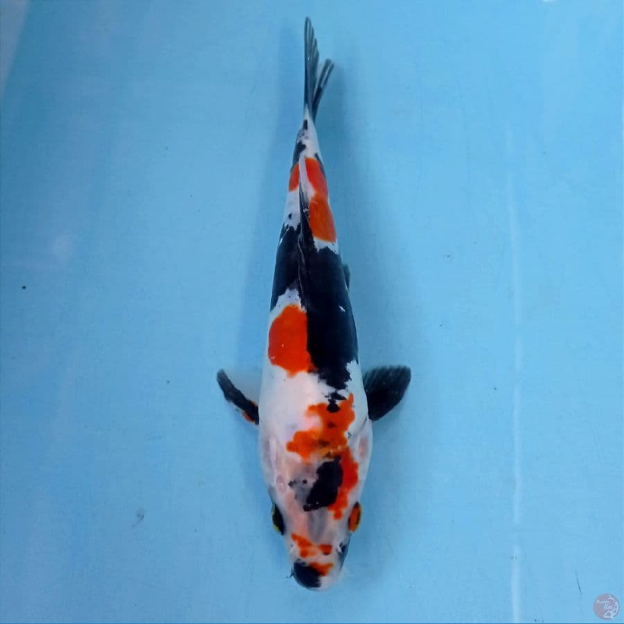 showa doitsu, 20 cm