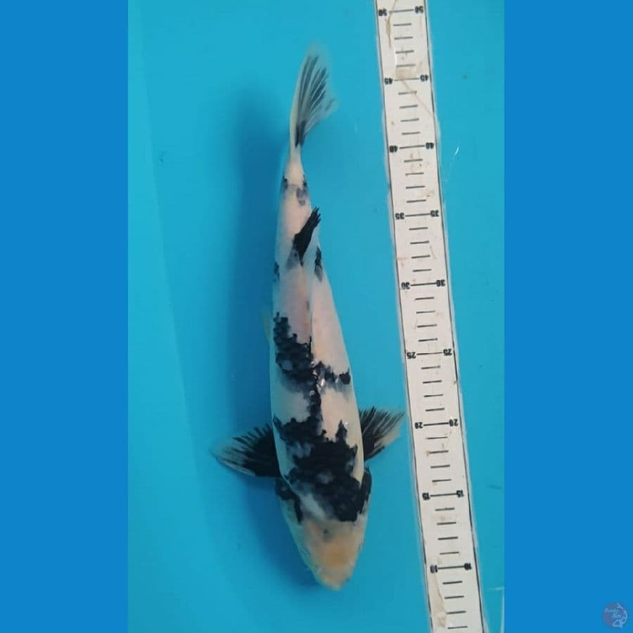tategoi 36cm