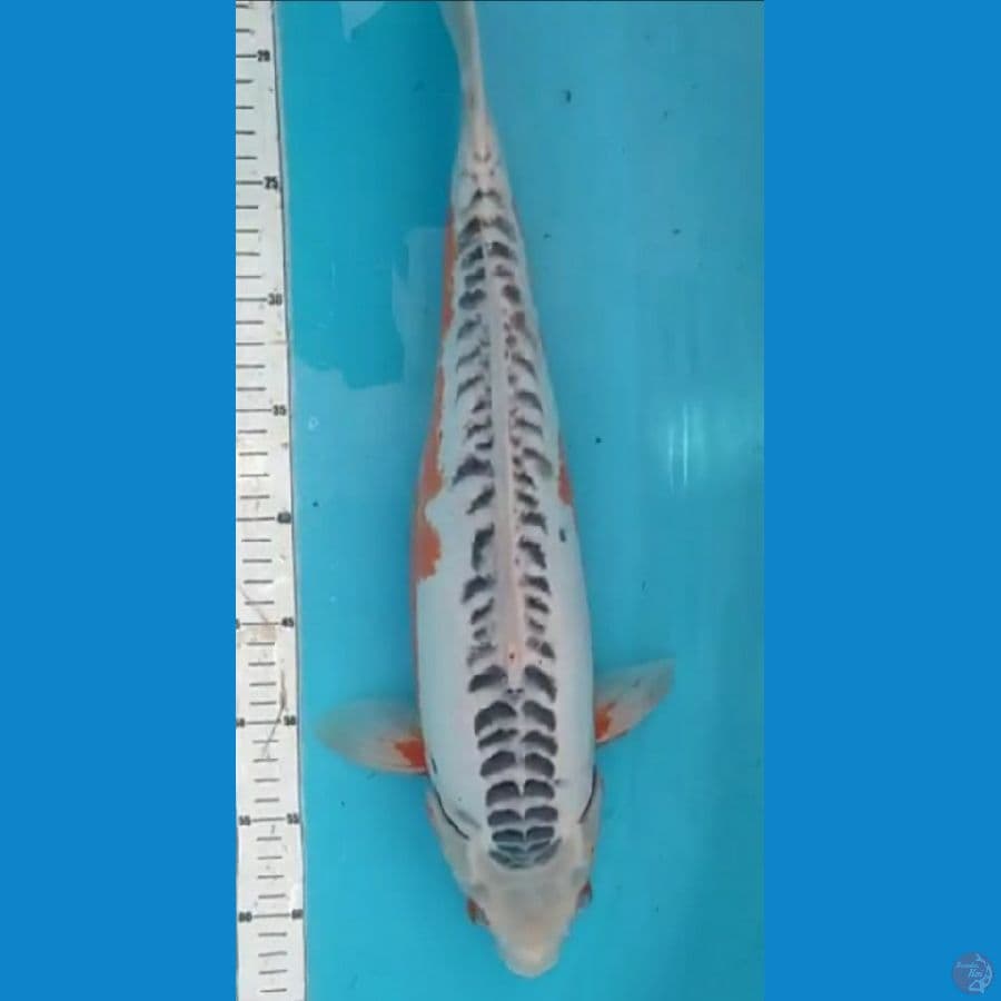 jumbo 50cm