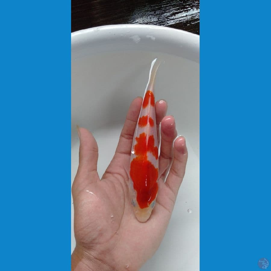 Minion kohaku 18cm