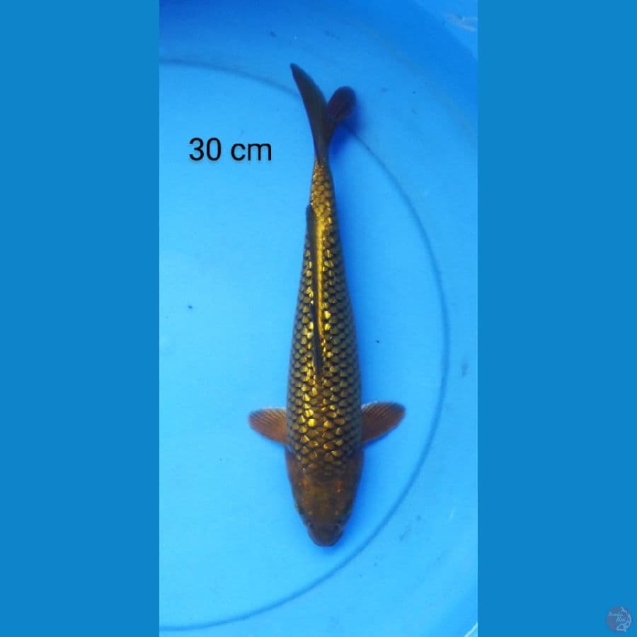 chagoi ginrin 30 cm
