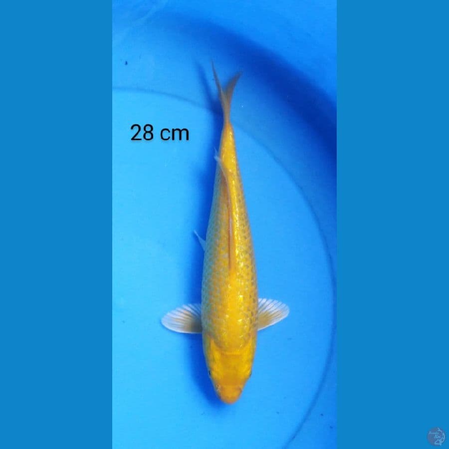 karashi ginrin corn 28 cm