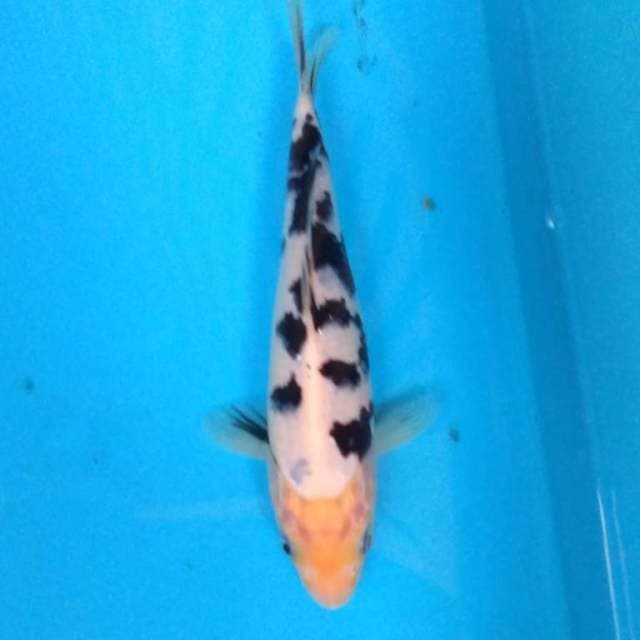 BEKKO mACAN TuTul