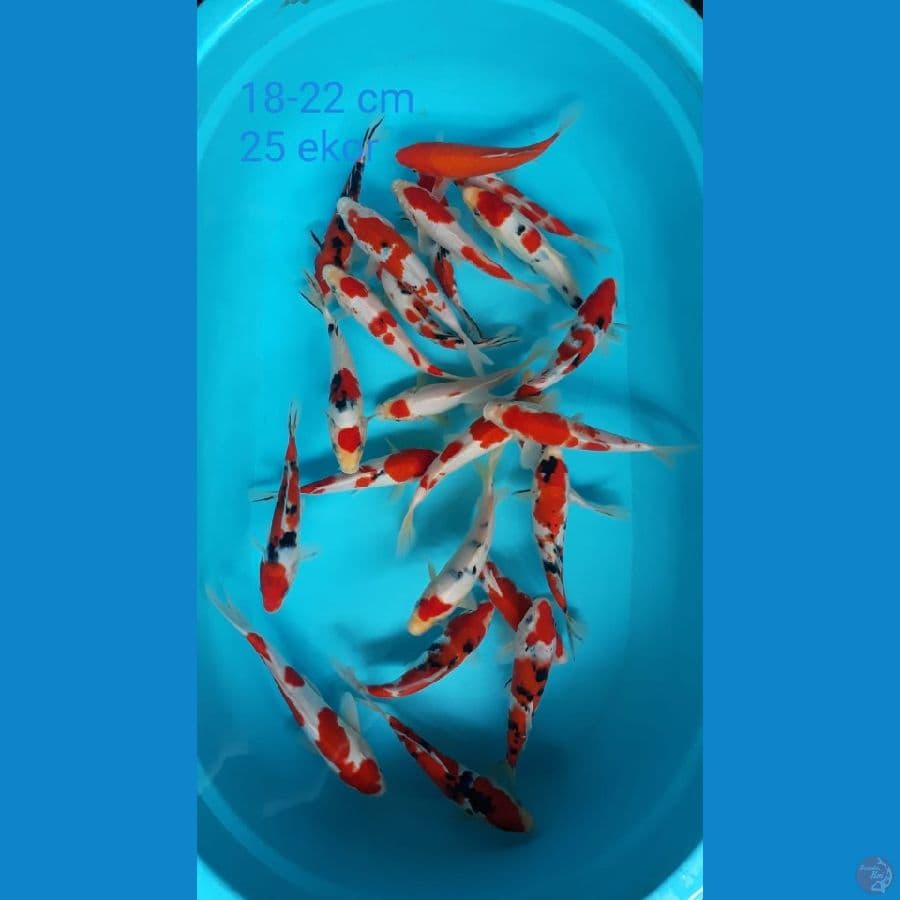Paket Kohaku sanke C 18-22cm 25ekor