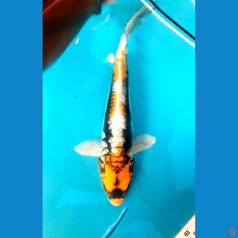 benikumon