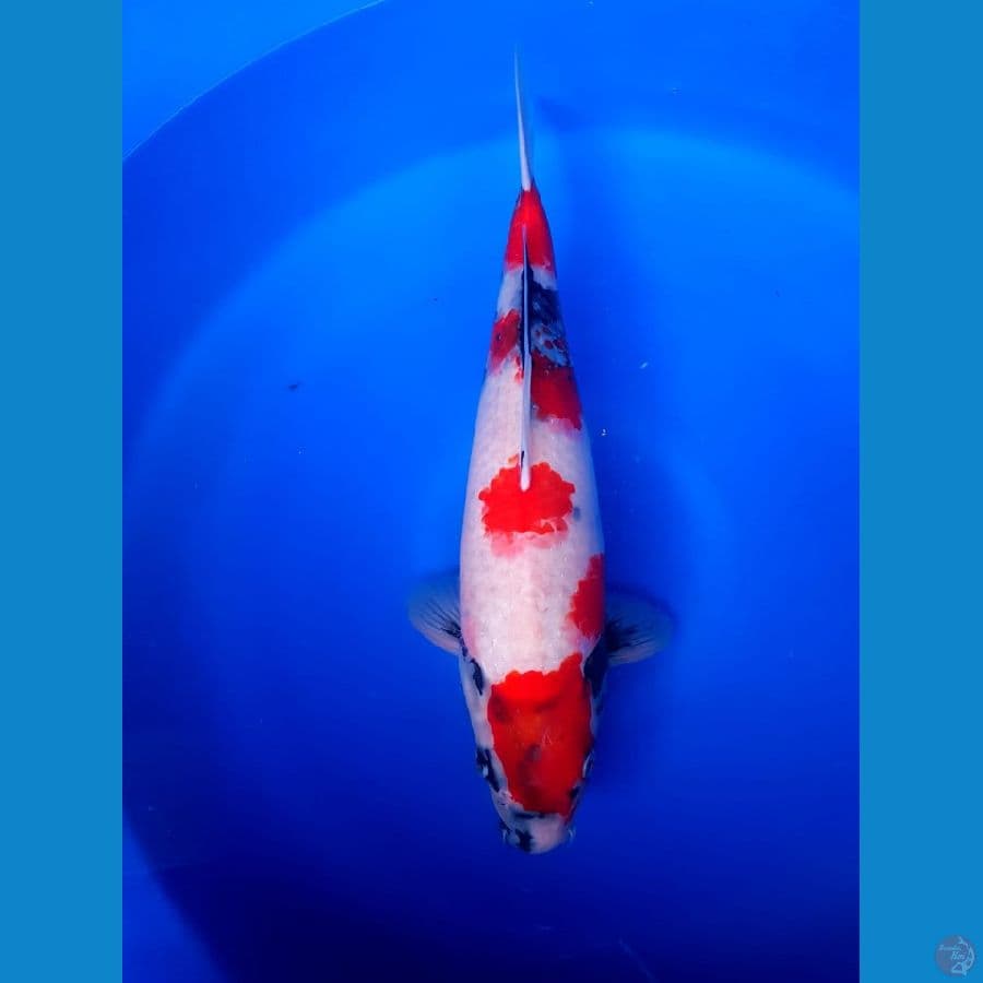 Kindai Showa male 45cm original bodi badak