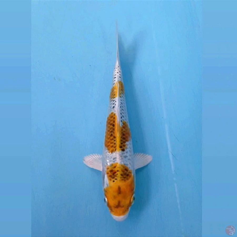 hariwake, 19 cm
