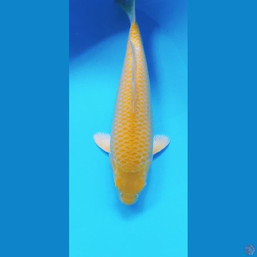 KARASI CORN 37CM MALE