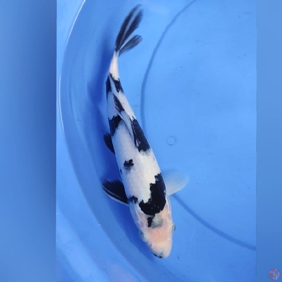SHIRO 35CM