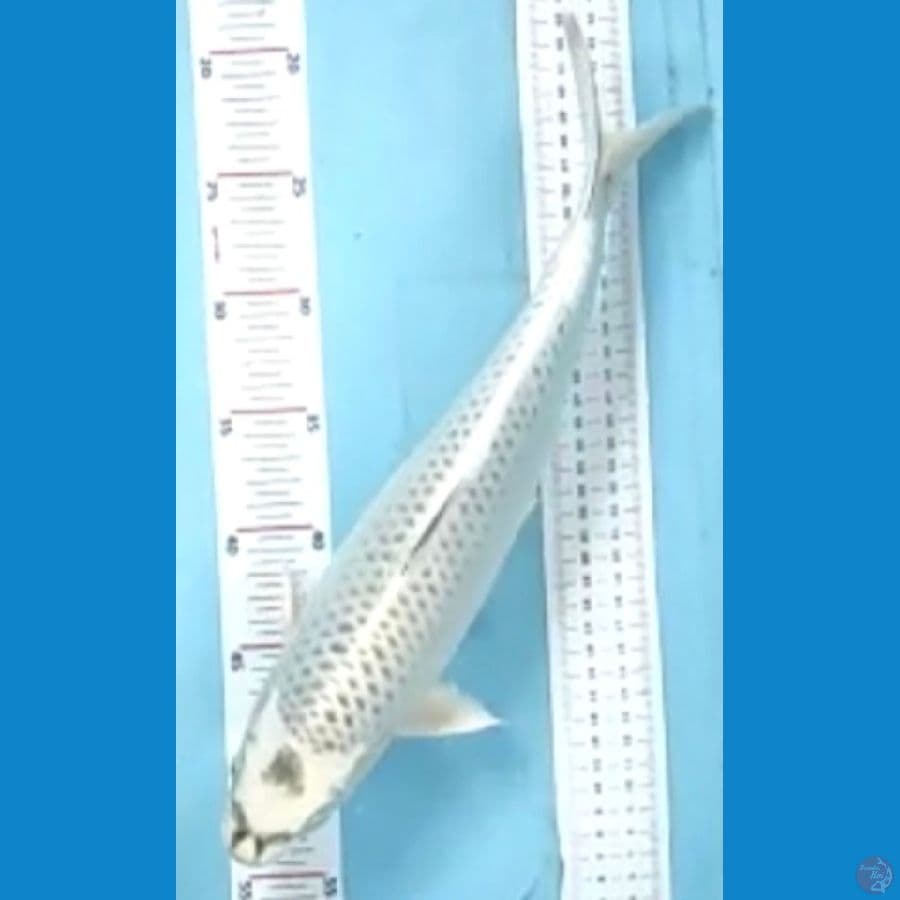 mukasi 38cm