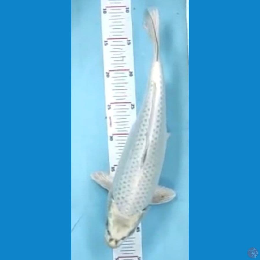 mukasi 38cm