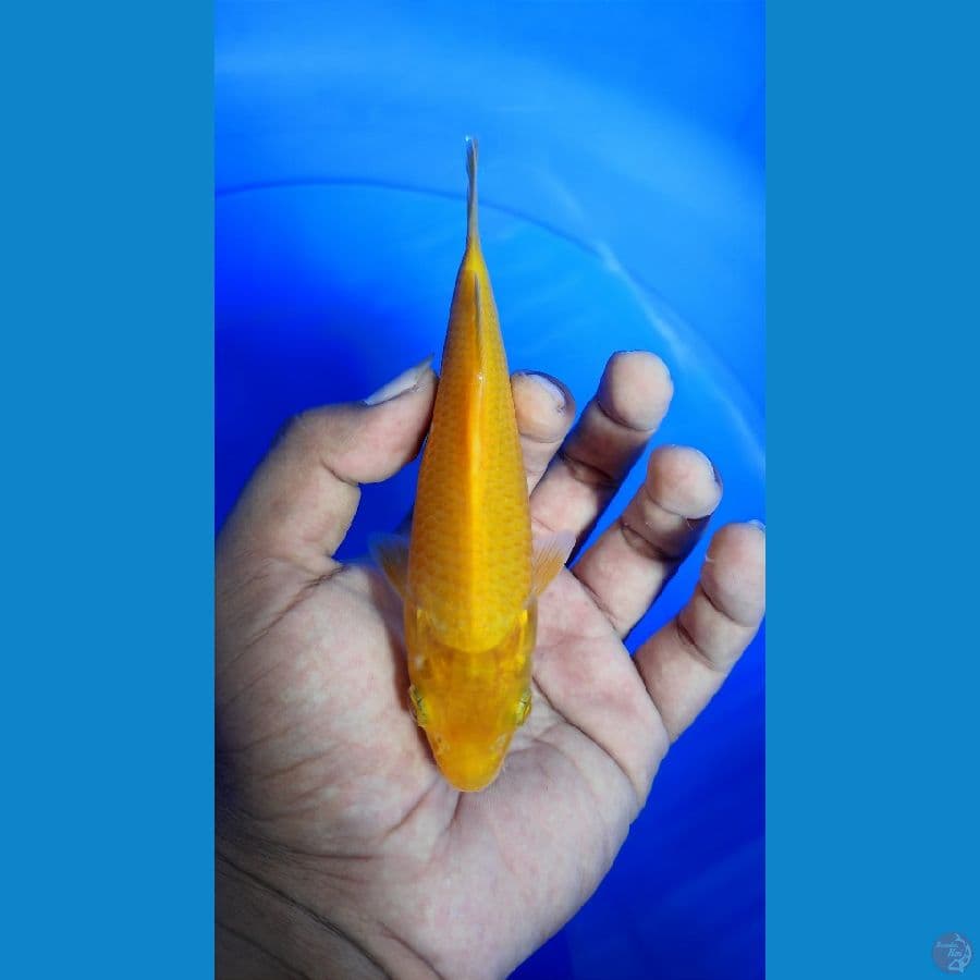 karasi 17cm