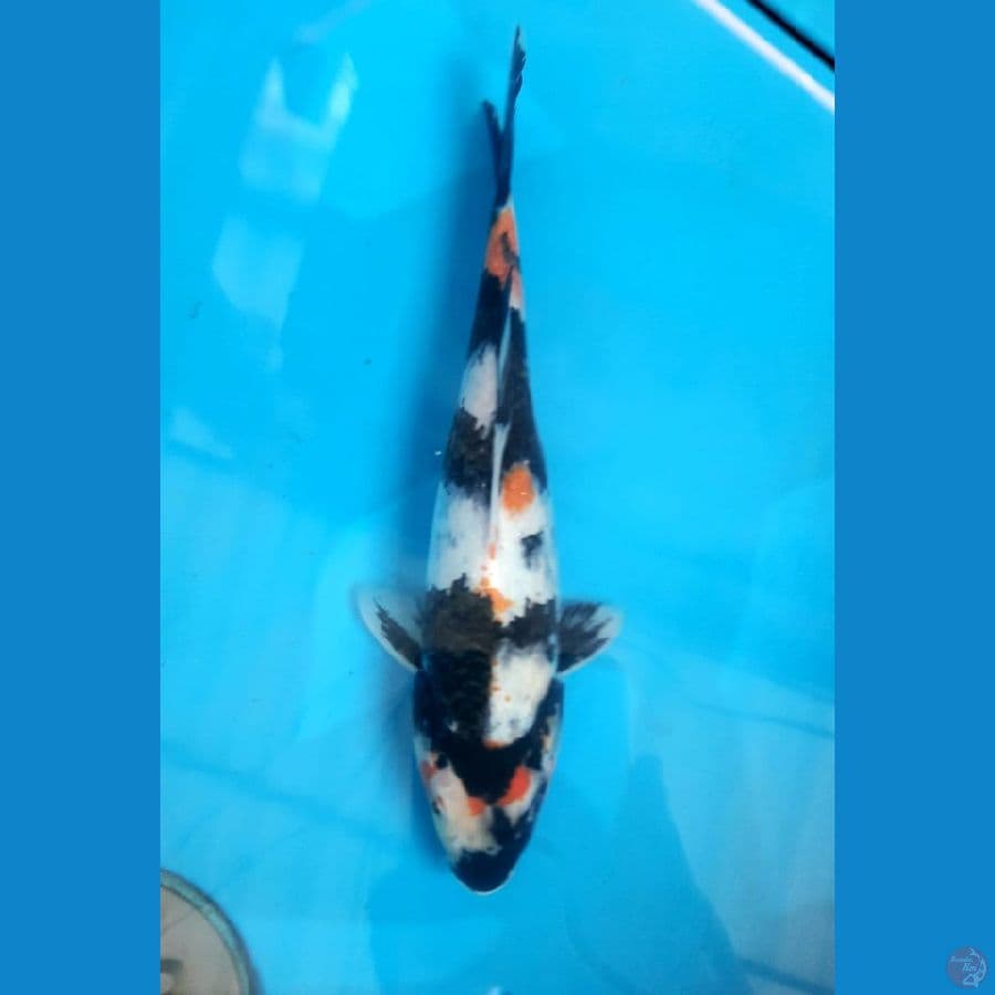 Kindai Showa 30 Cm