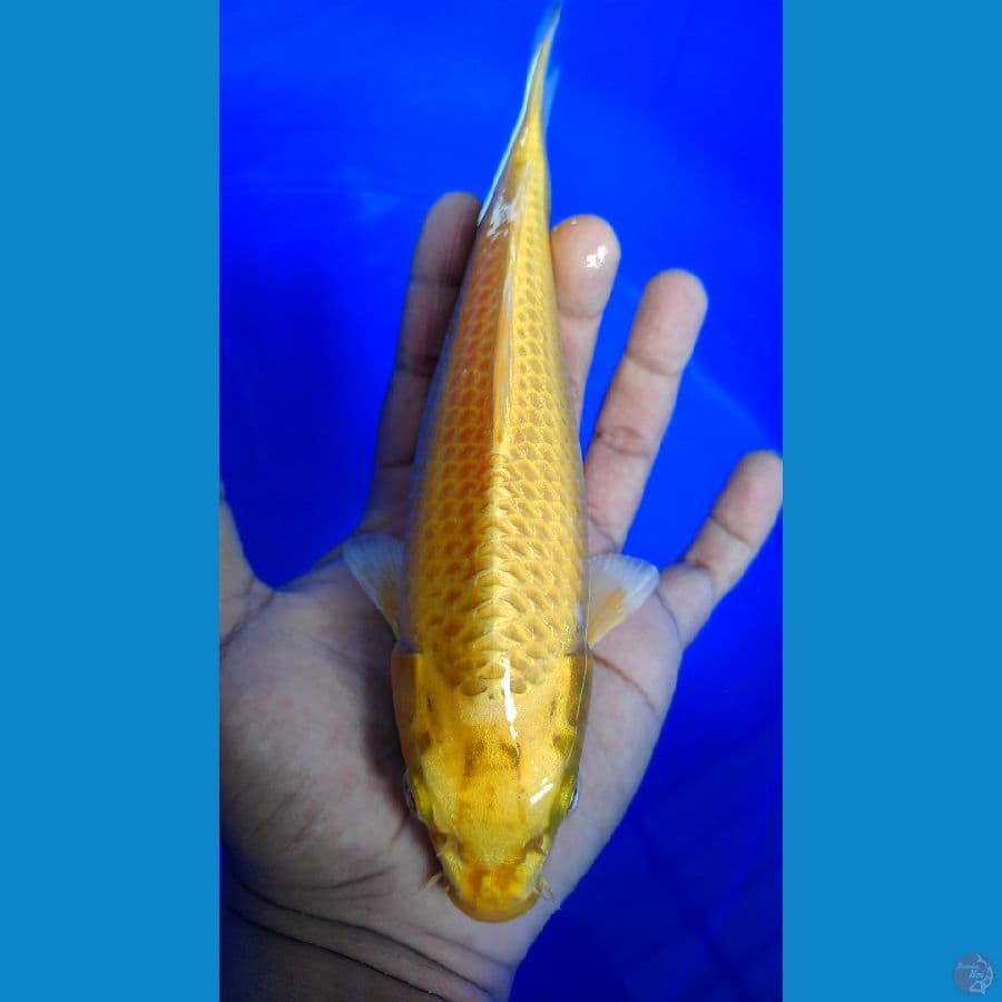 ogon 25cm male