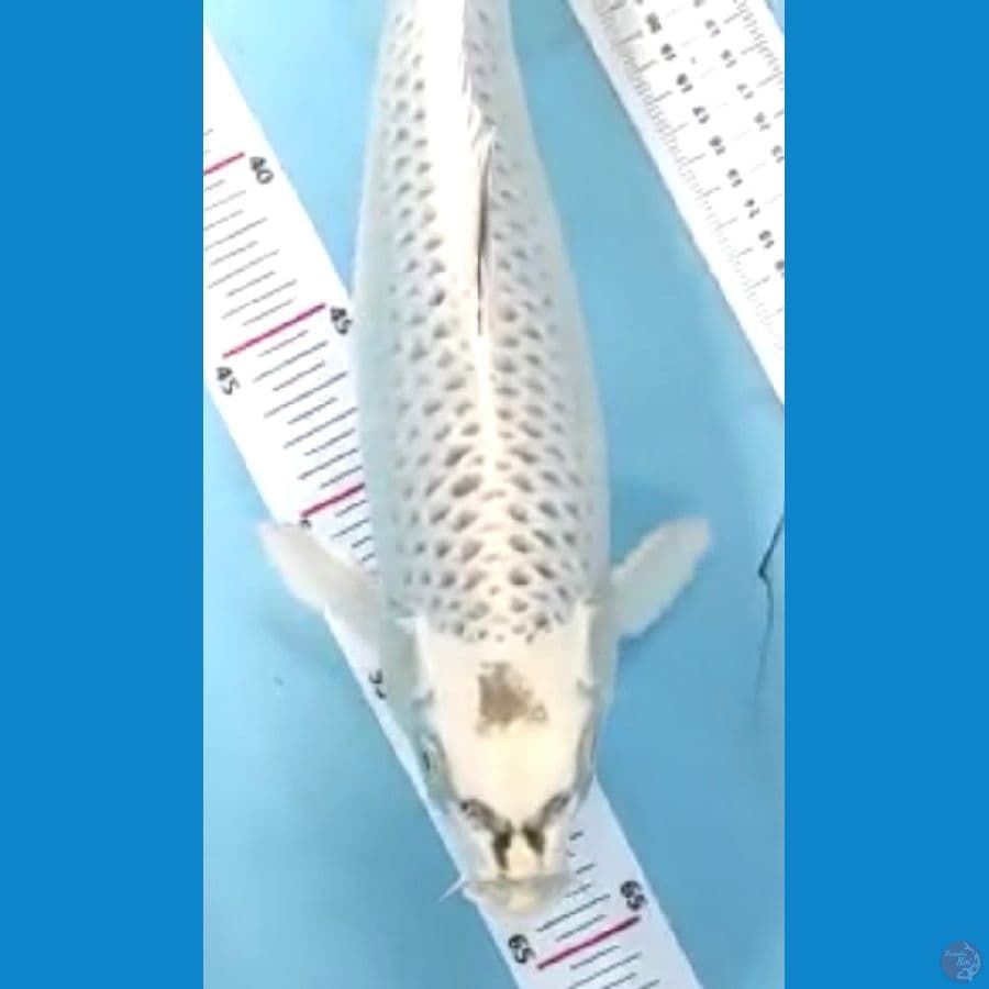 mukasi 38cm