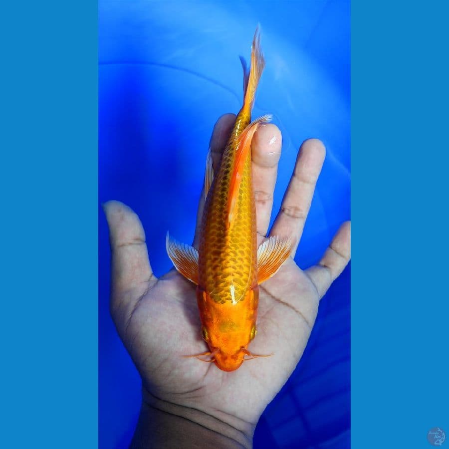 23cm