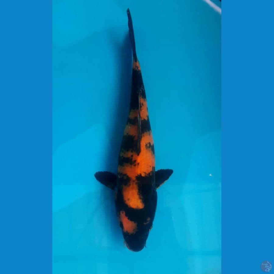 Hiutsuri 30 Cm