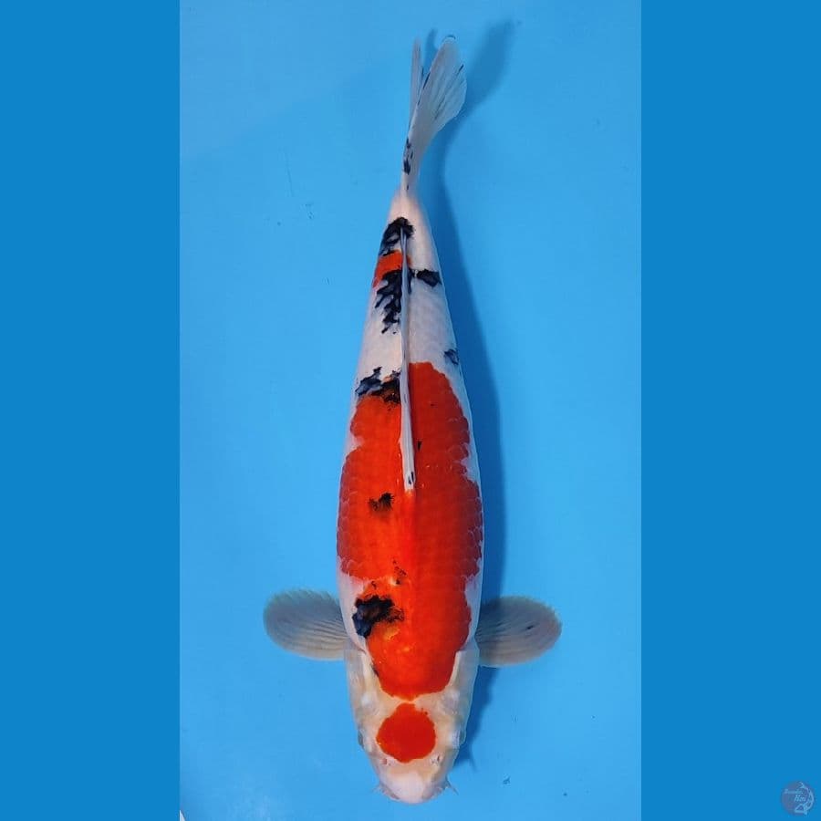 MARUTEN SANKE HQ ~38cm/Male~