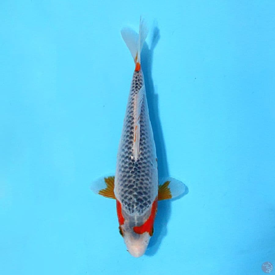 ASAGI SQ 20cm unchek