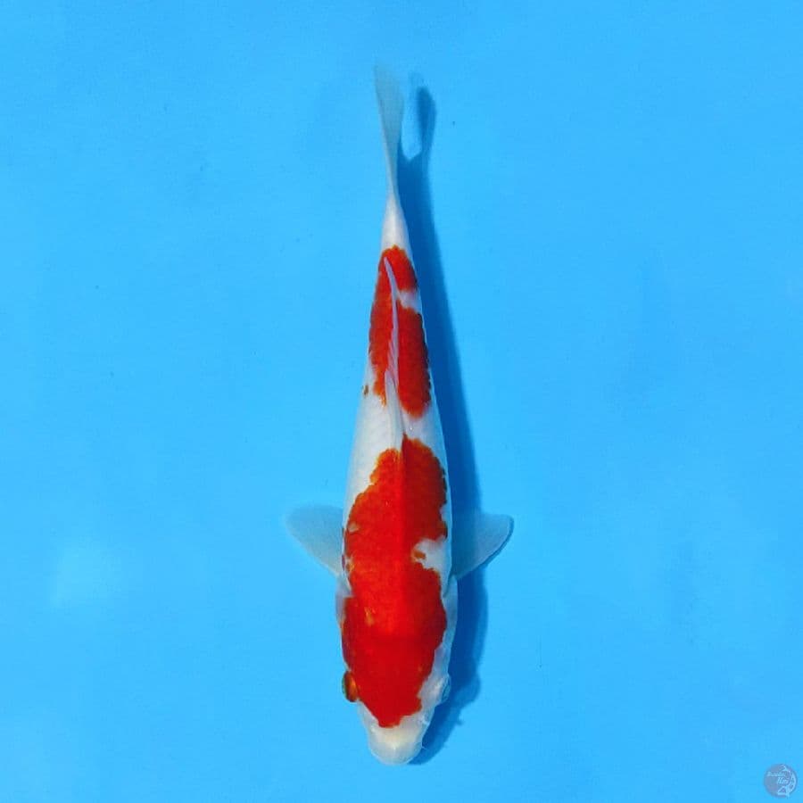 kohaku original 25cm female