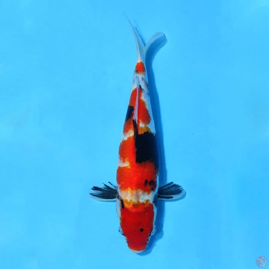 SHOWA TATEGOI 34CM FEMALE