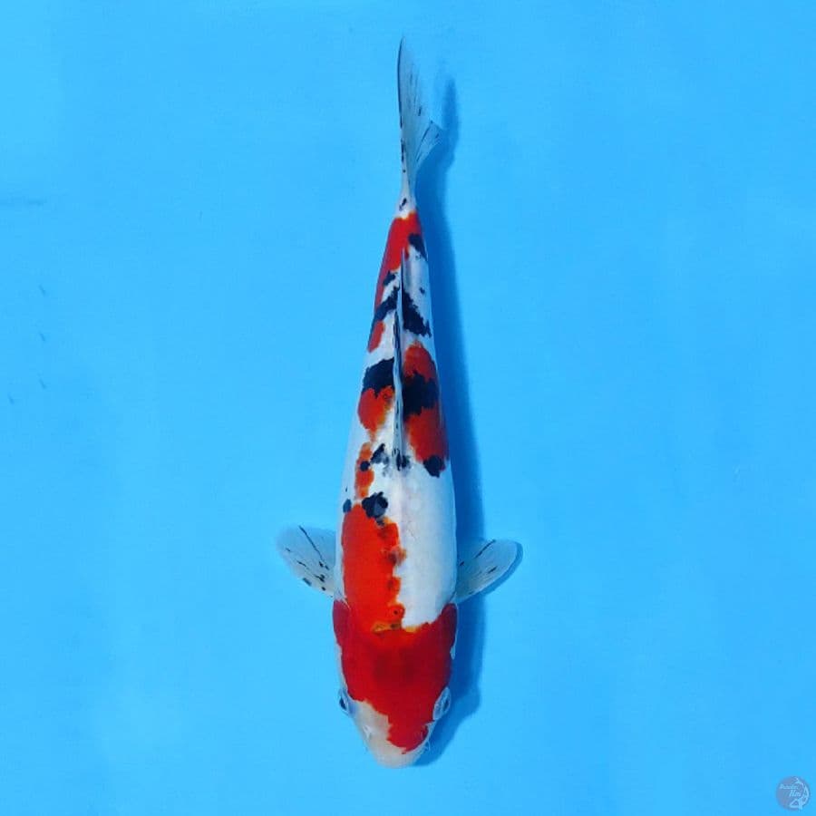 DOITSU SANKE 32CM FEMALE