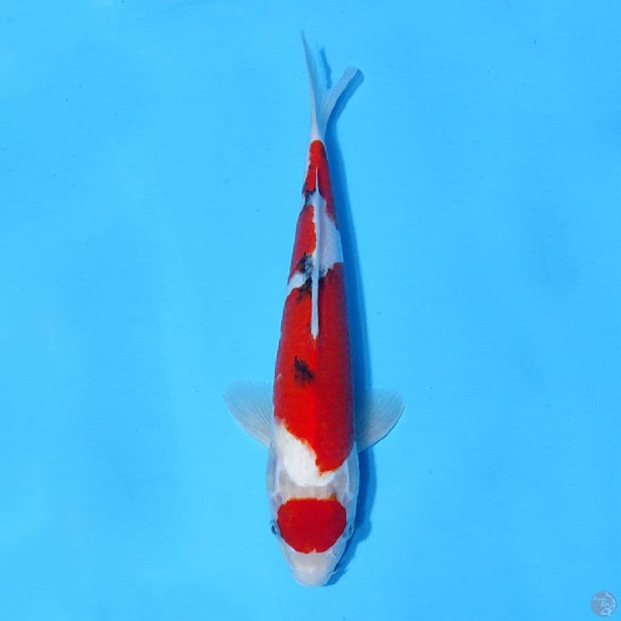 MARUTEN SANKE ORIGINAL 32CM MALE