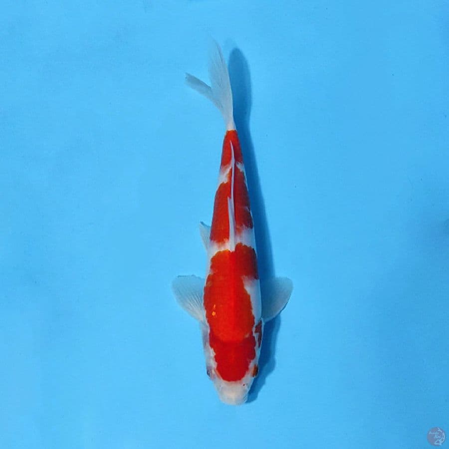 KOHAKU 3 STEP ORI 24CM unchek