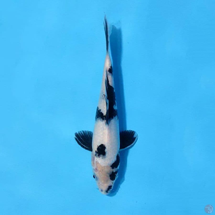 SHIRO UTSURI SQ 22CM FEMALE