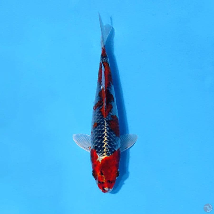 RED GINGGA ANTIK 22CM MALE