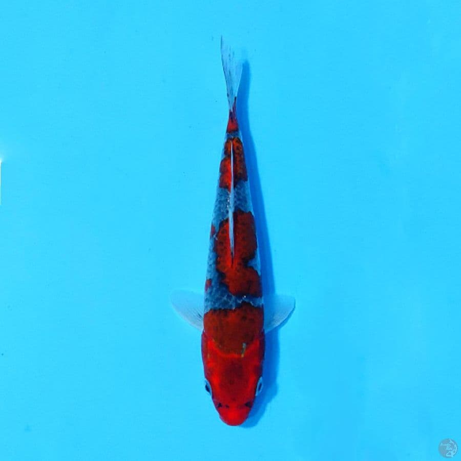 GOSHIKI 20CM MALE