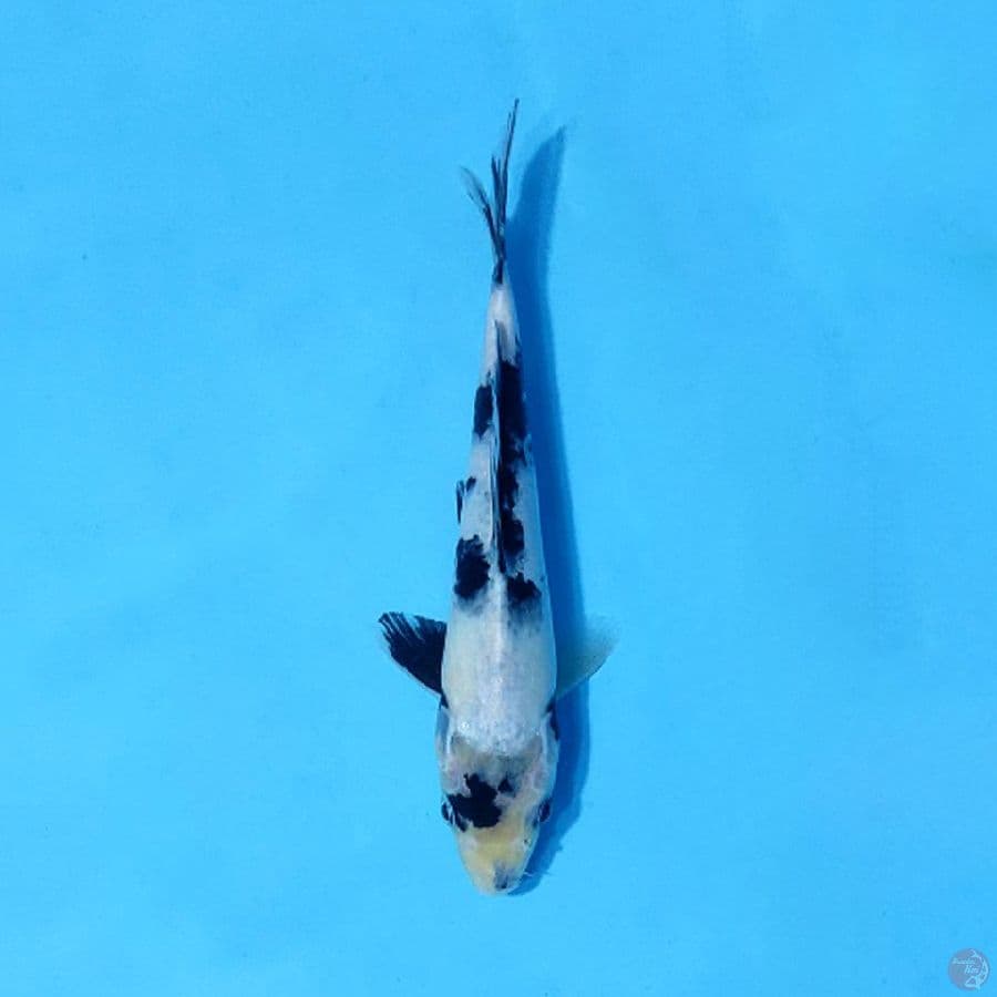 SHIRO UTSURI 20CM