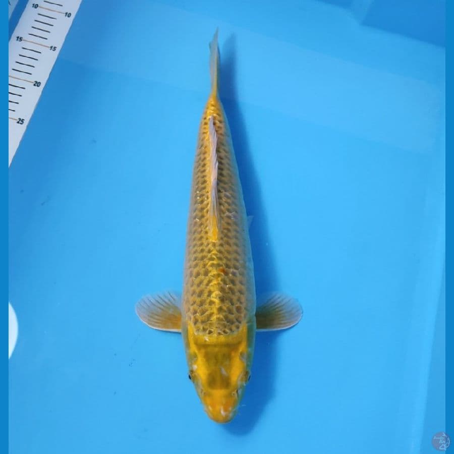 MUKASI OGON 42CM - FEEMALE