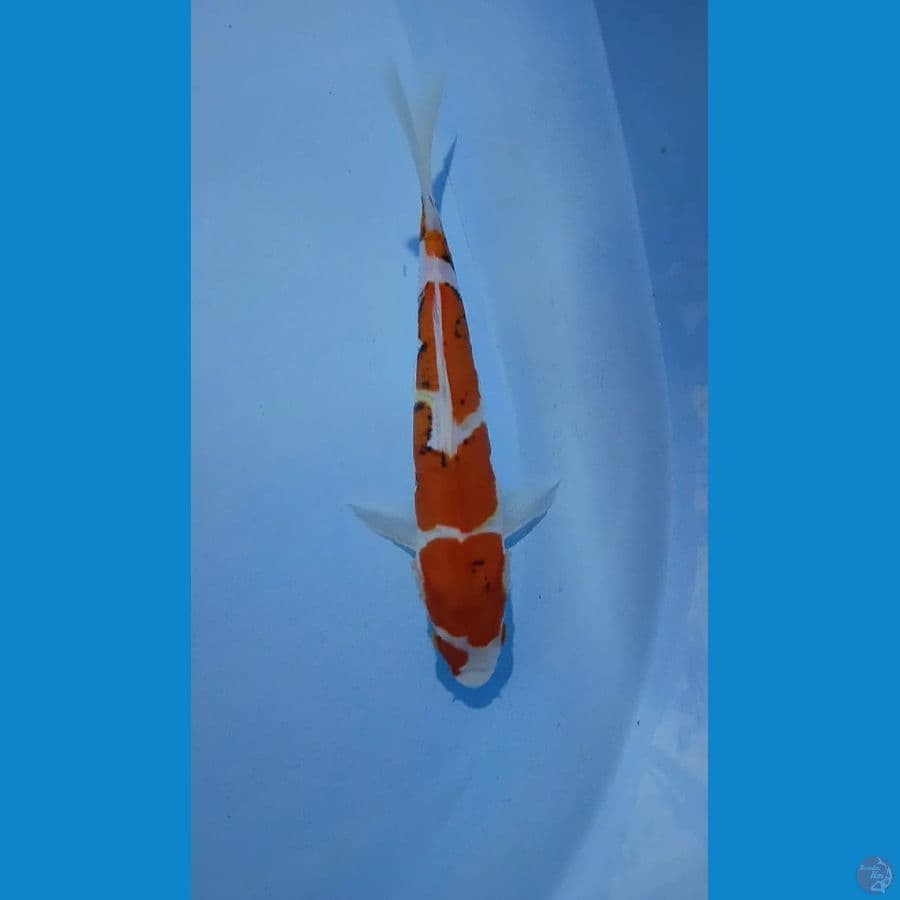 22cm doit